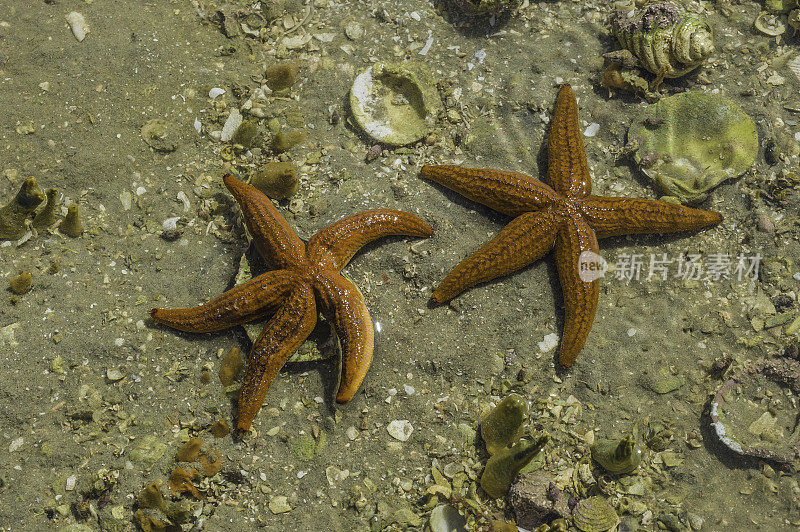 细刺海星，Echinaster tenuispina，在圣伊格纳西奥泻湖的海滩上，墨西哥下哈